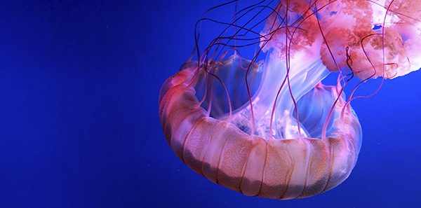 How does one treat jellyfish Sting? - ASSSA English
