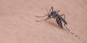 Insect bites